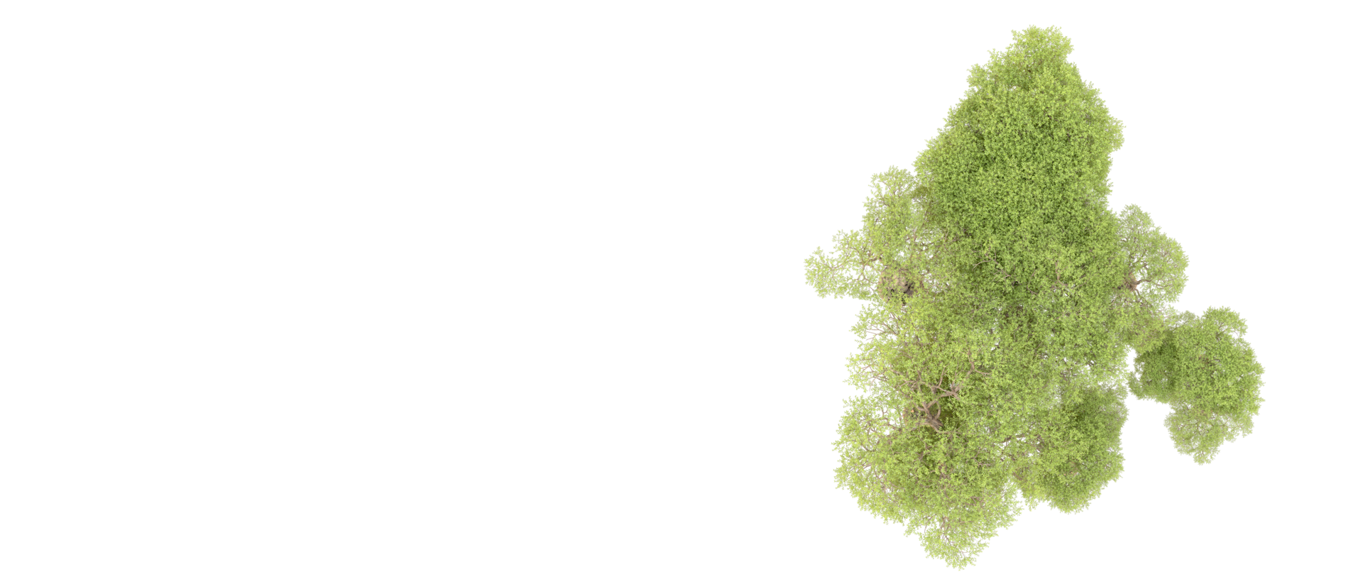 Green forest isolated on background. 3d rendering - illustration png