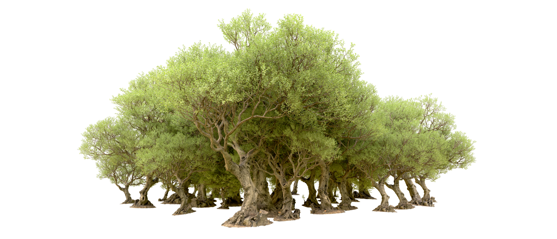 Green forest isolated on background. 3d rendering - illustration png