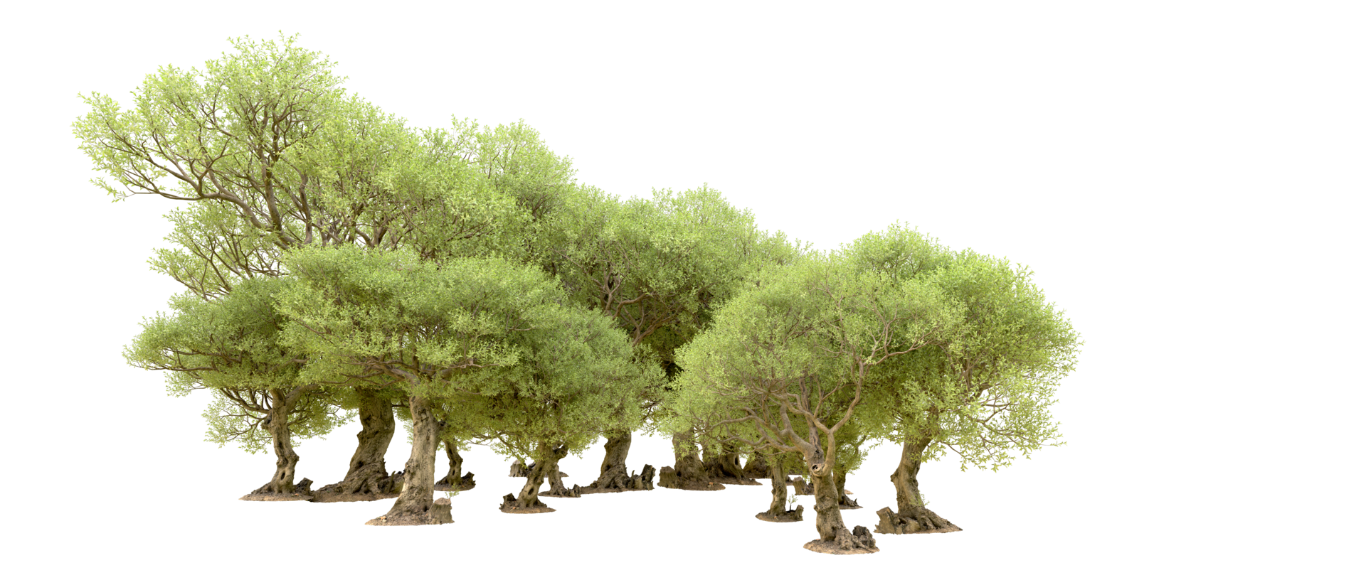 Green forest isolated on background. 3d rendering - illustration png