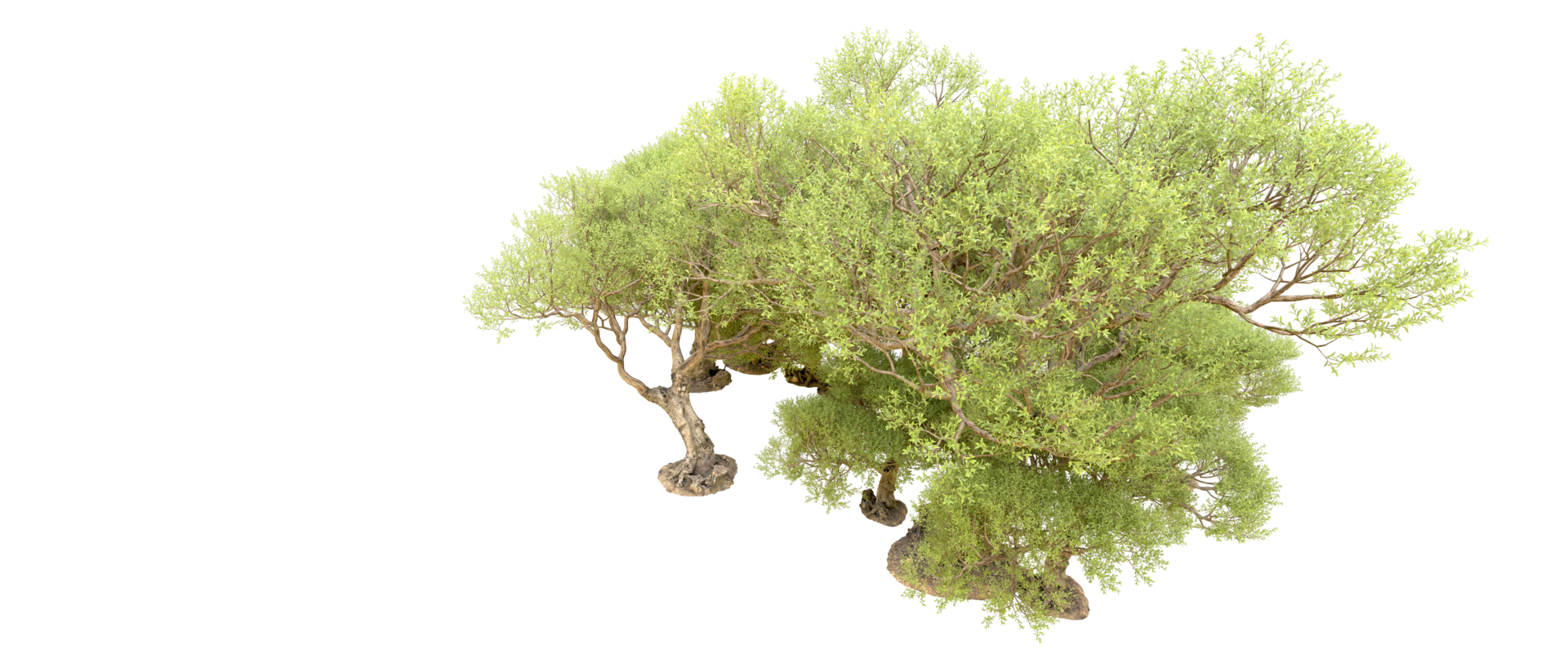 Green forest isolated on background. 3d rendering - illustration png