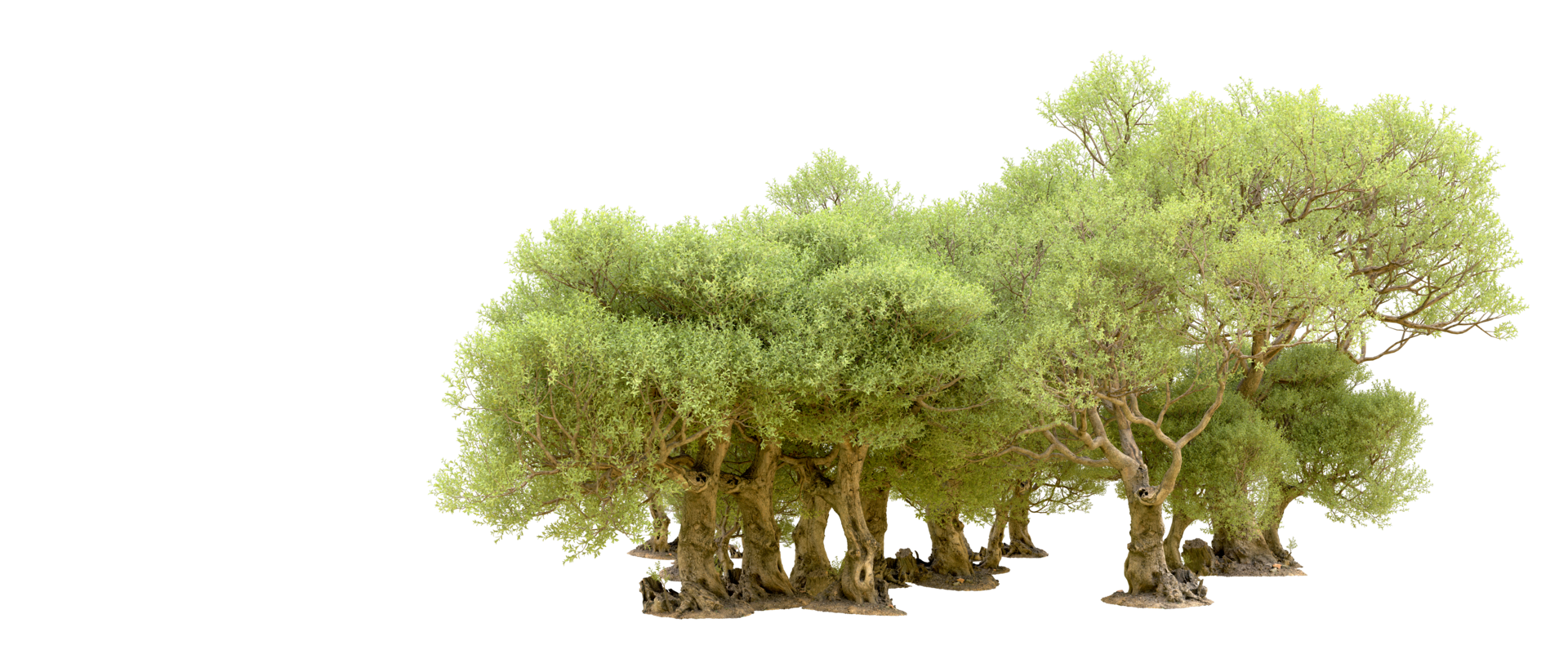 Green forest isolated on background. 3d rendering - illustration png