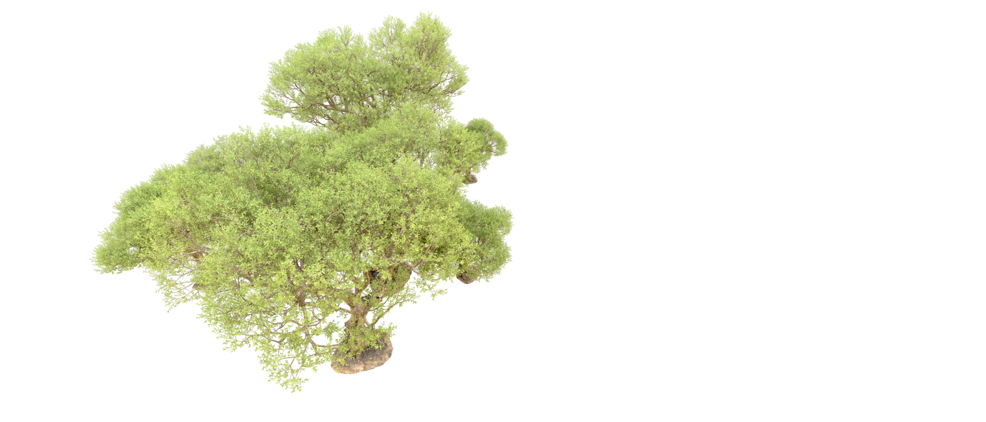 Green forest isolated on background. 3d rendering - illustration png
