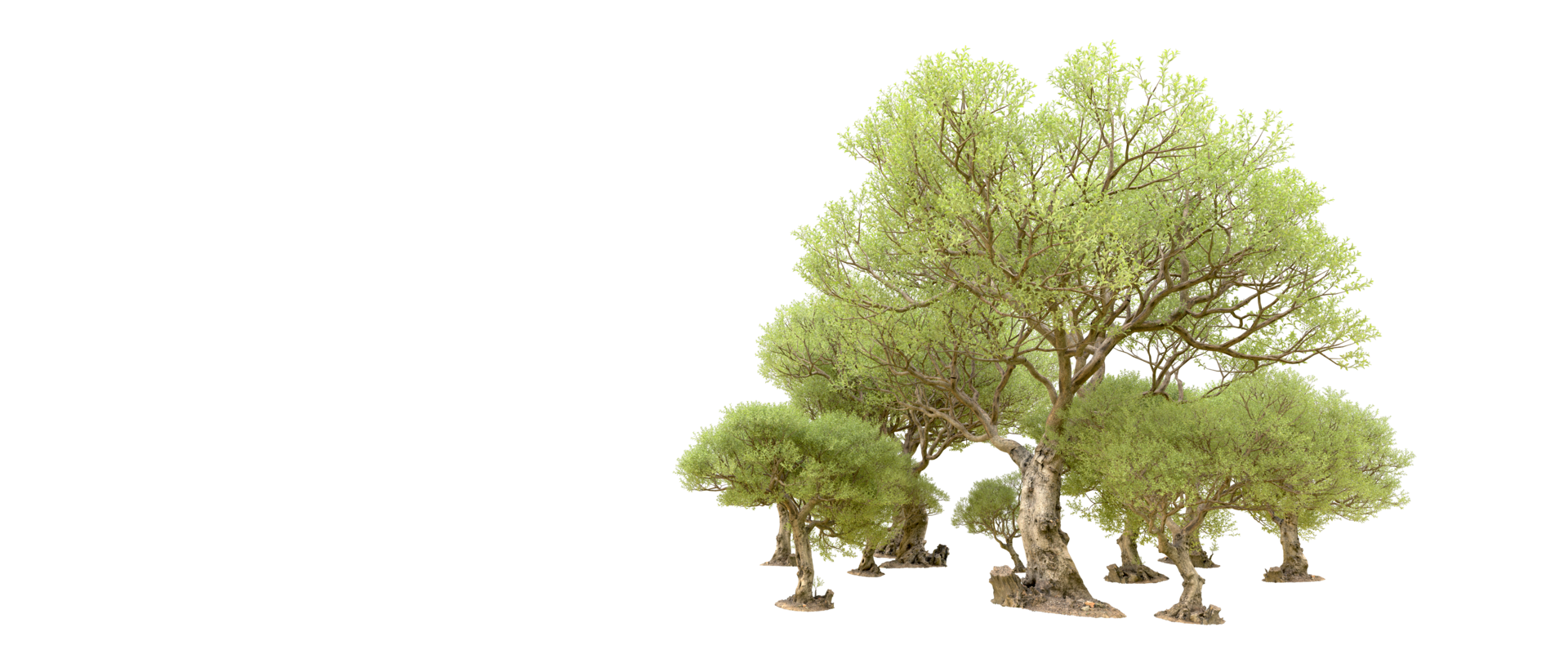 Green forest isolated on background. 3d rendering - illustration png