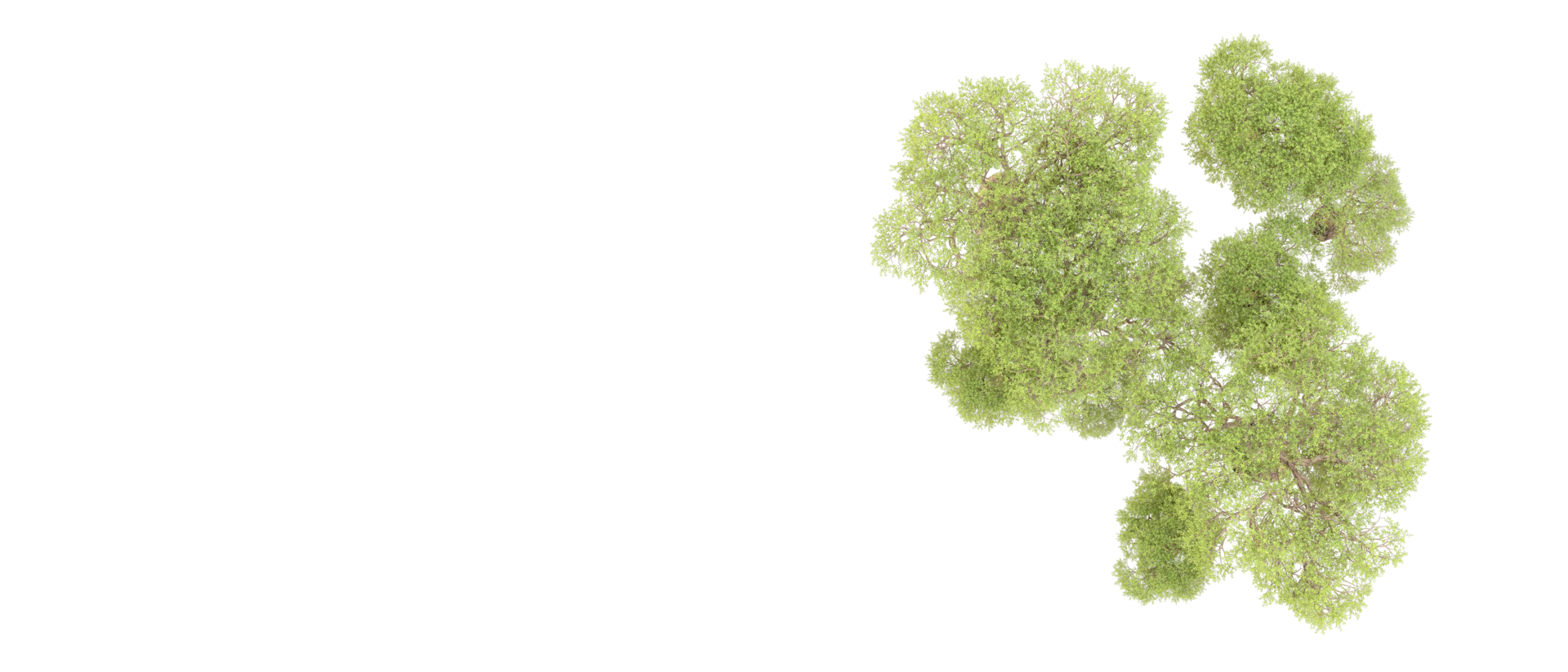 Green forest isolated on background. 3d rendering - illustration png