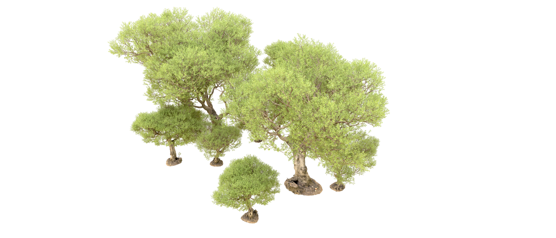 Green forest isolated on background. 3d rendering - illustration png