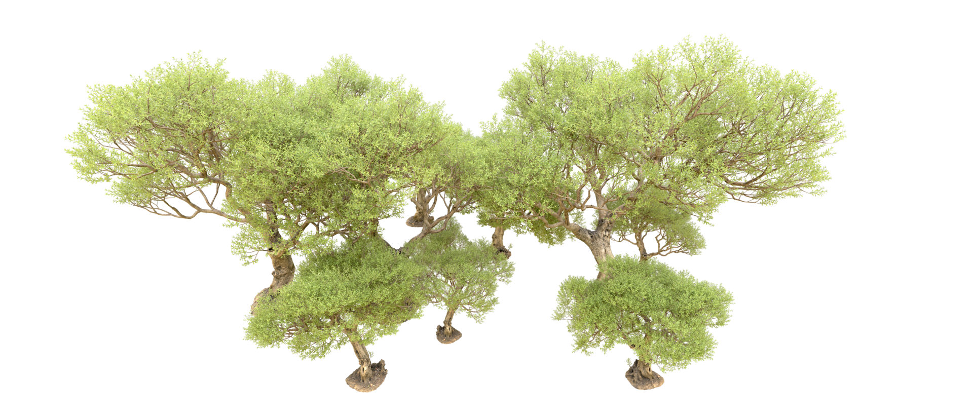 Green forest isolated on background. 3d rendering - illustration png