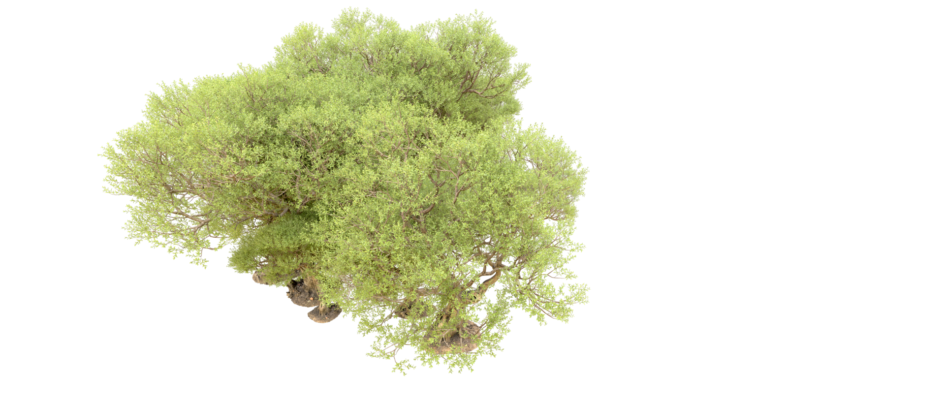 Green forest isolated on background. 3d rendering - illustration png