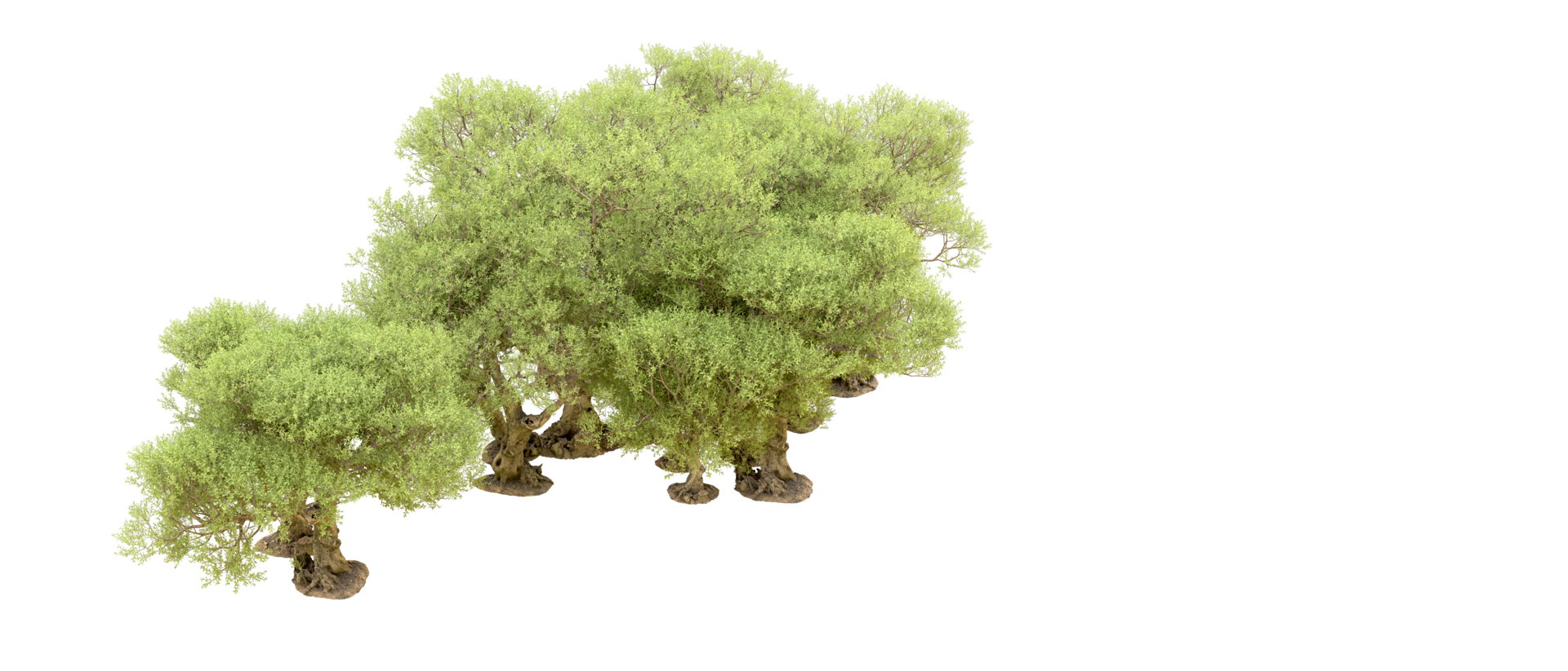 Green forest isolated on background. 3d rendering - illustration png