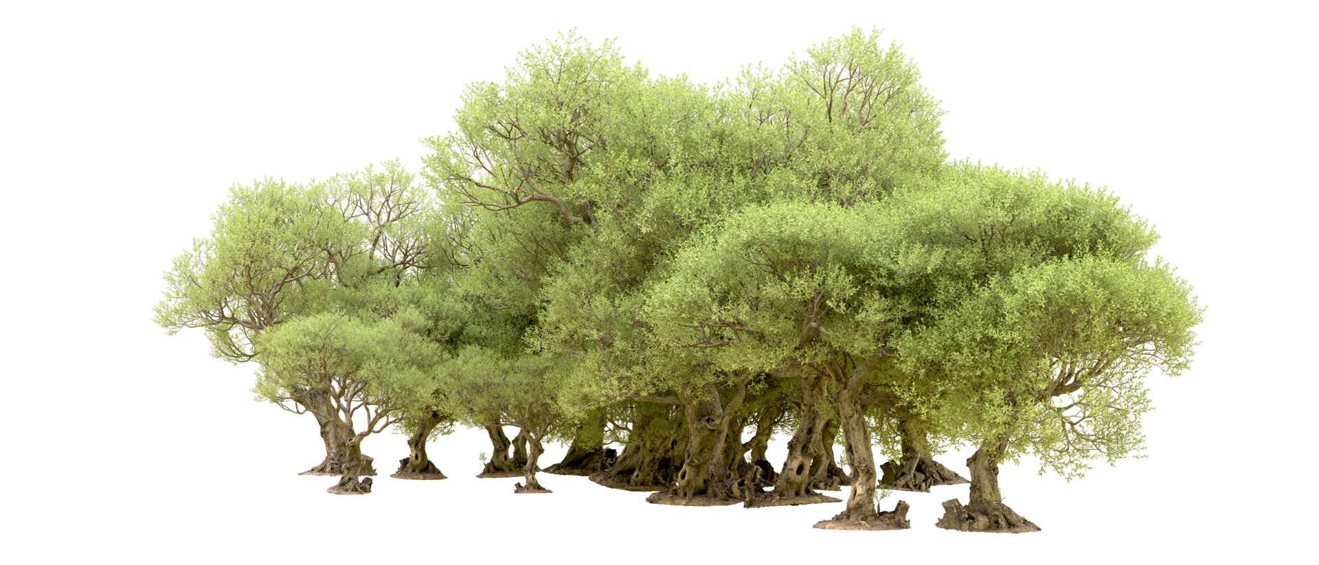Green forest isolated on background. 3d rendering - illustration png