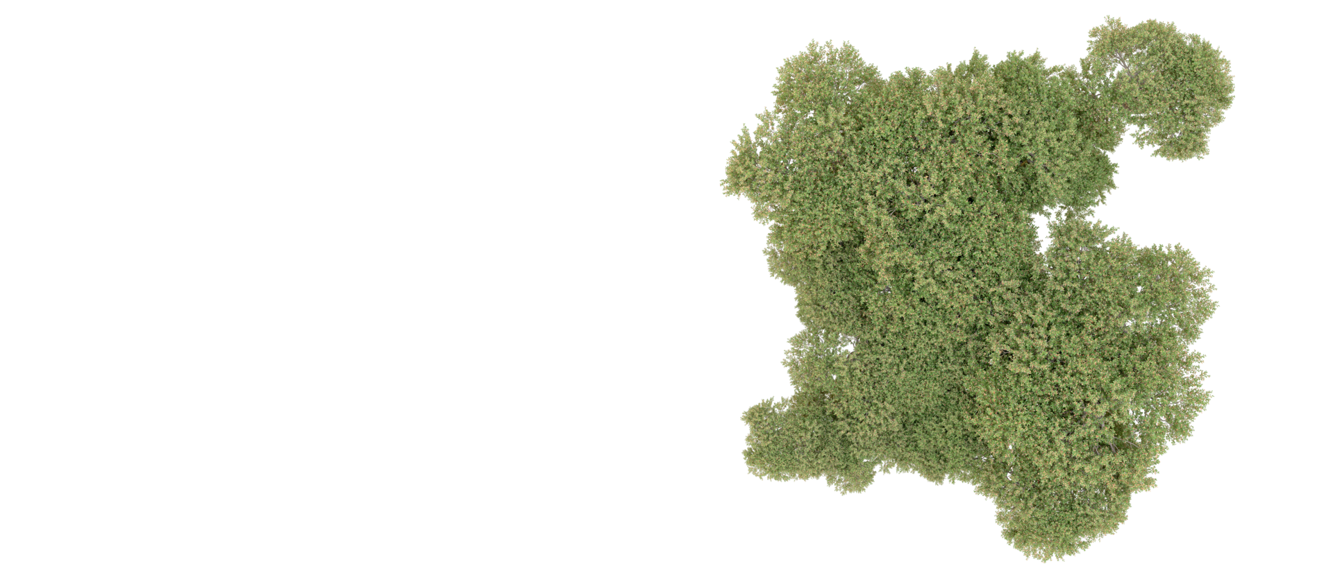 Green forest isolated on background. 3d rendering - illustration png