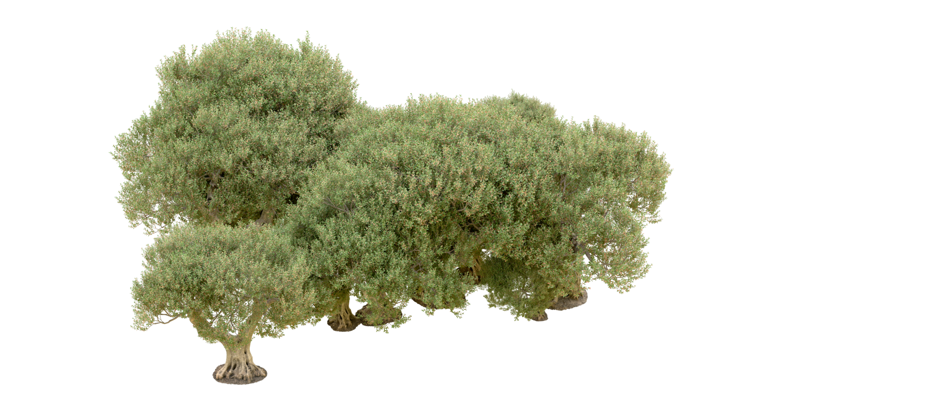 Green forest isolated on background. 3d rendering - illustration png