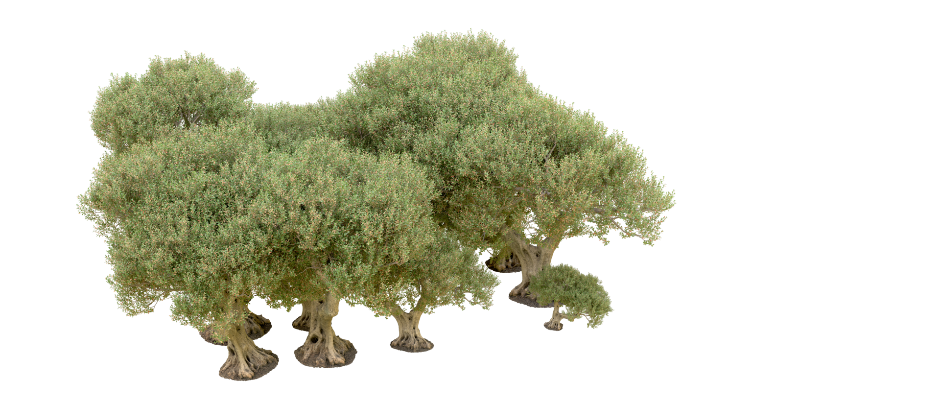 Green forest isolated on background. 3d rendering - illustration png