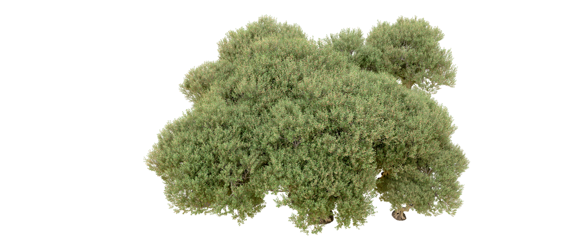 Green forest isolated on background. 3d rendering - illustration png
