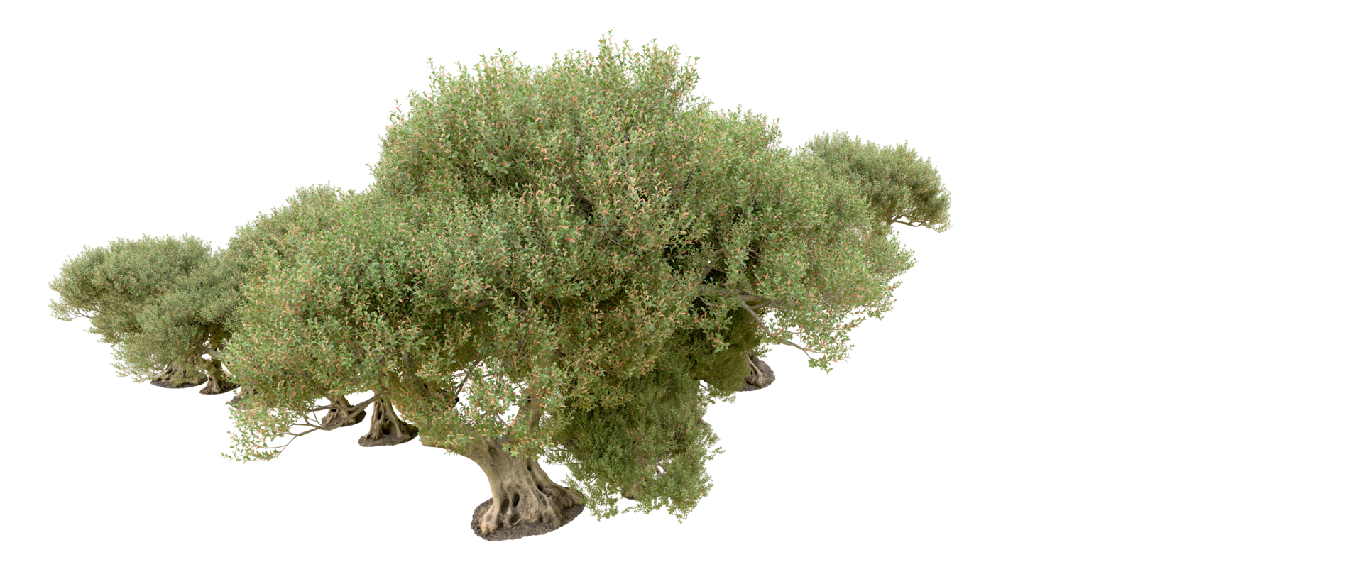 Green forest isolated on background. 3d rendering - illustration png
