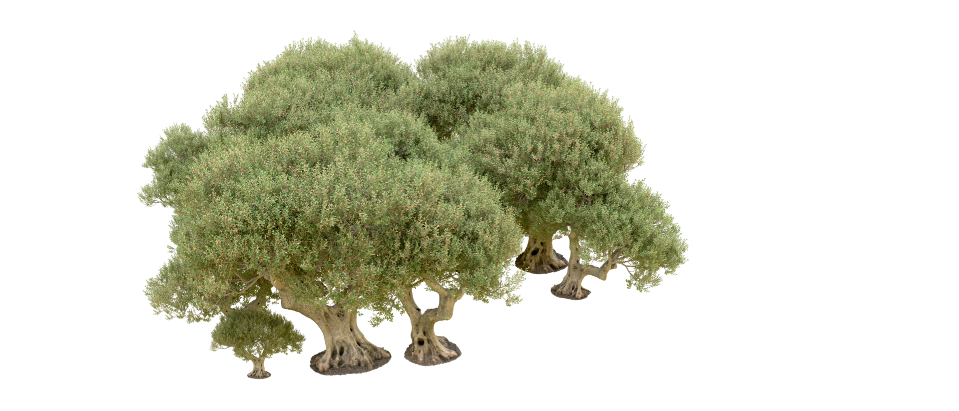 Green forest isolated on background. 3d rendering - illustration png