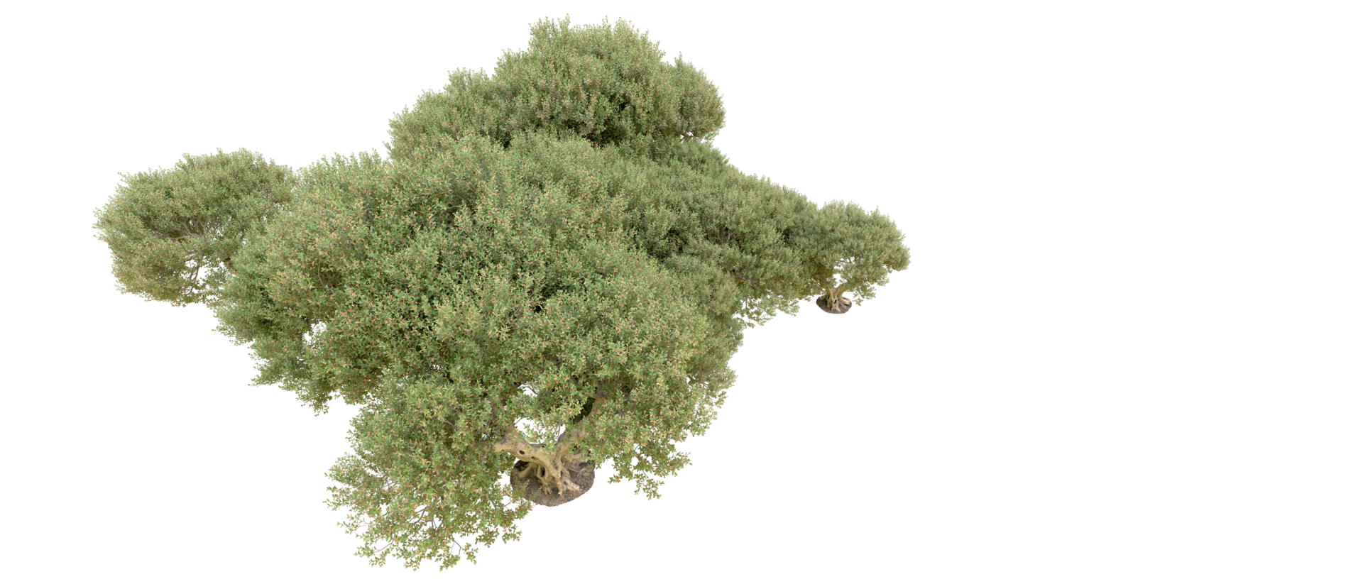 Green forest isolated on background. 3d rendering - illustration png
