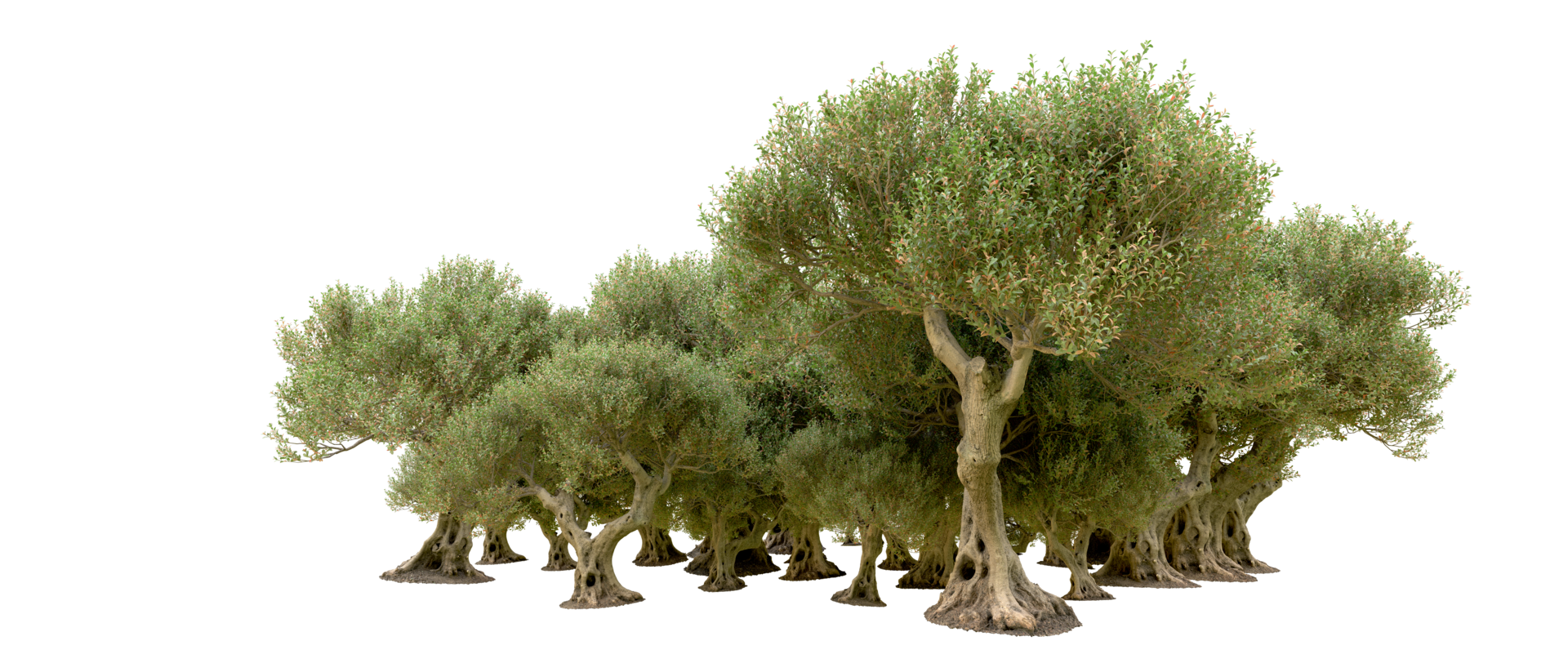 Green forest isolated on background. 3d rendering - illustration png