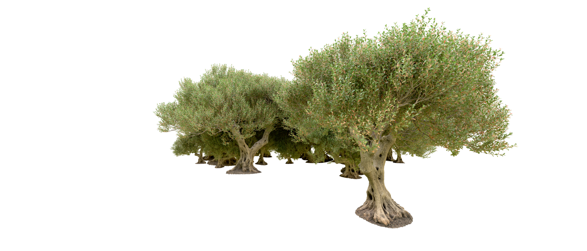 Green forest isolated on background. 3d rendering - illustration png