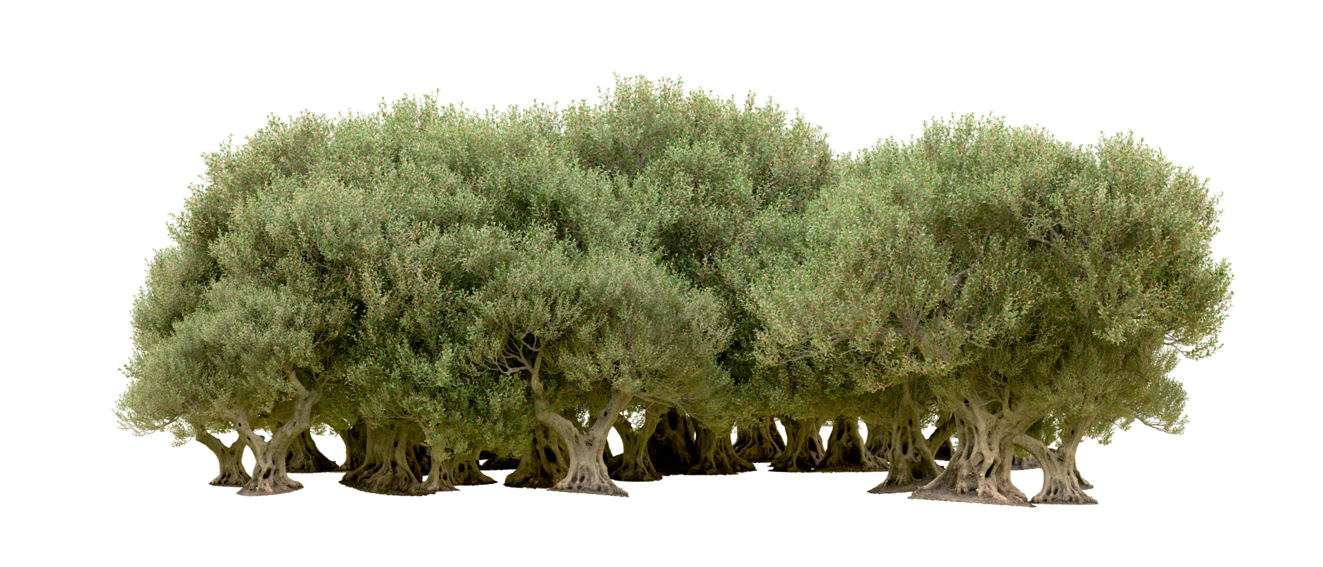 Green forest isolated on background. 3d rendering - illustration png