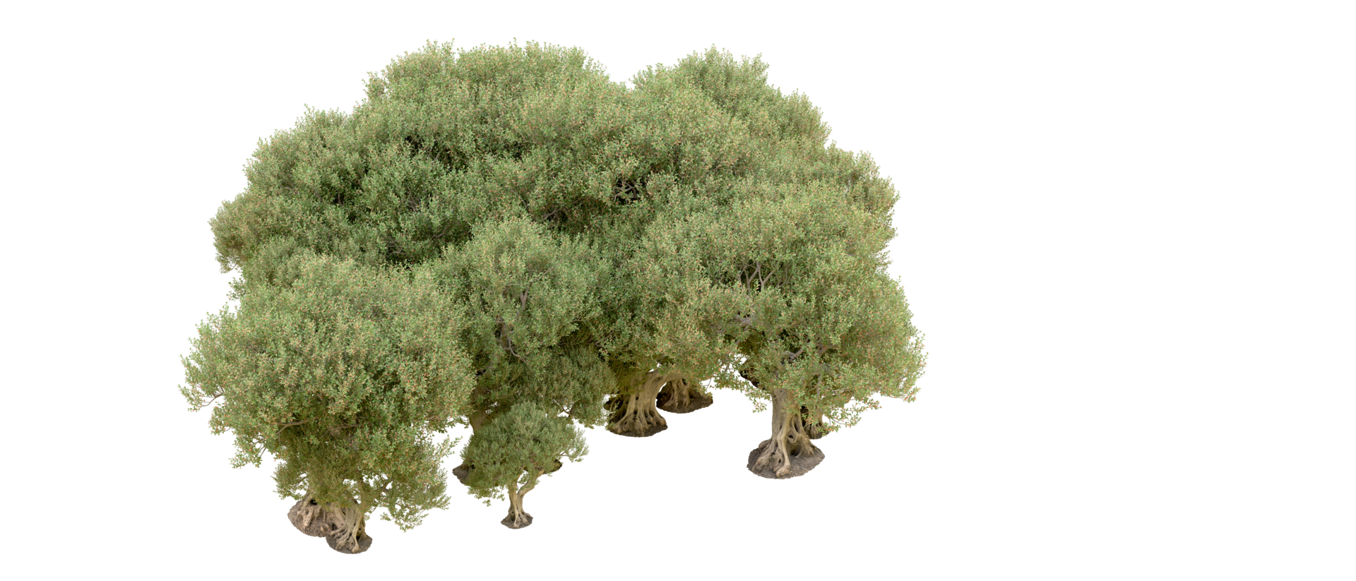 Green forest isolated on background. 3d rendering - illustration png
