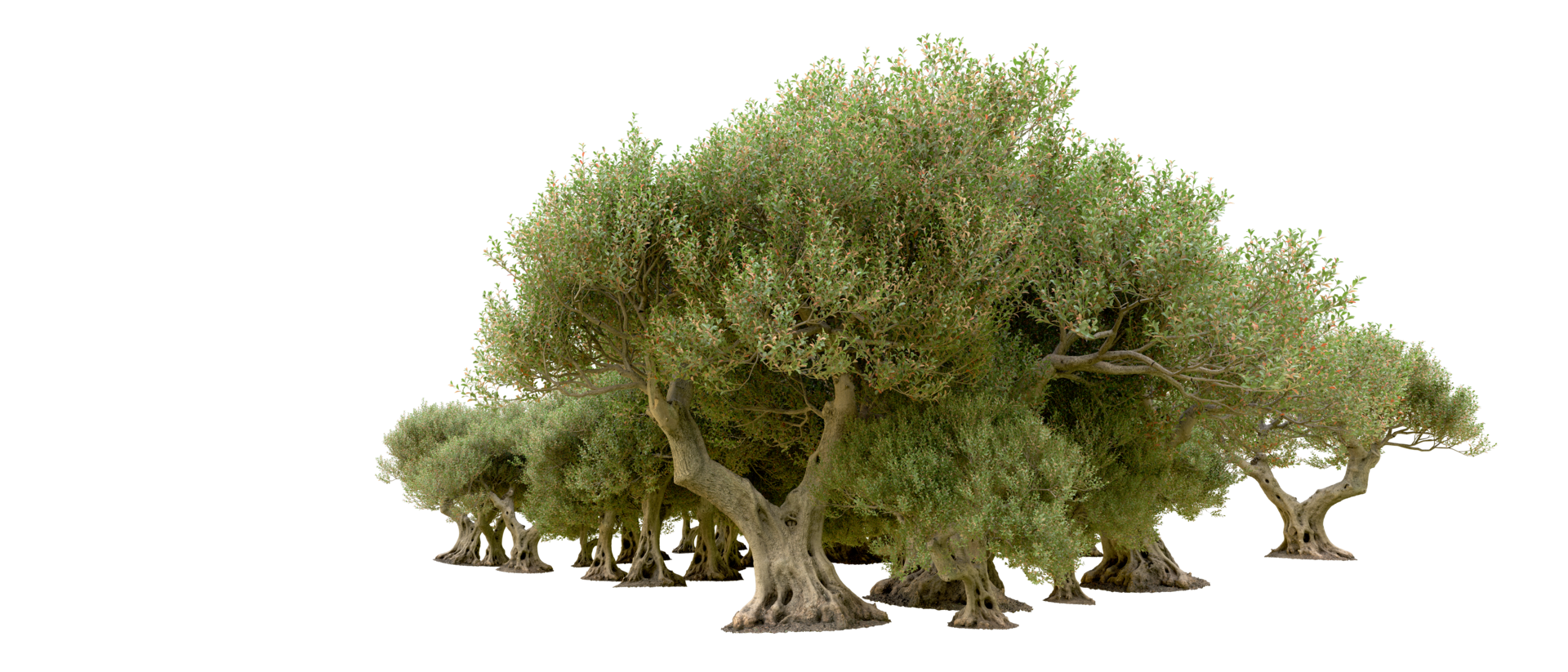 Green forest isolated on background. 3d rendering - illustration png