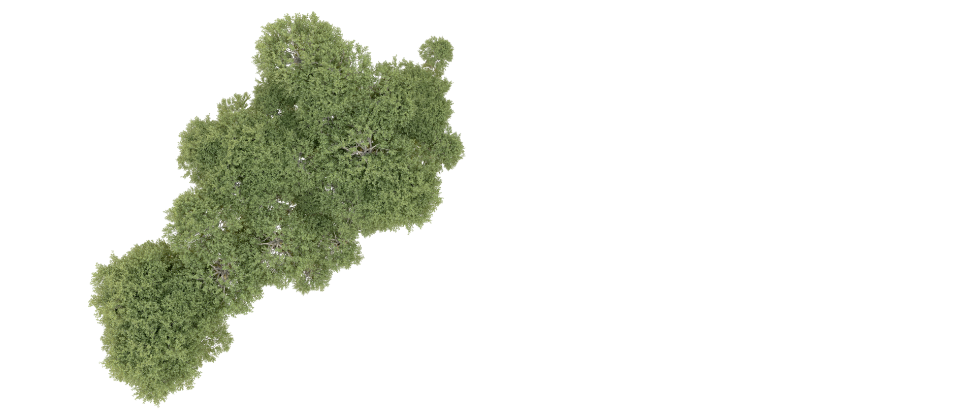 Green forest isolated on background. 3d rendering - illustration png
