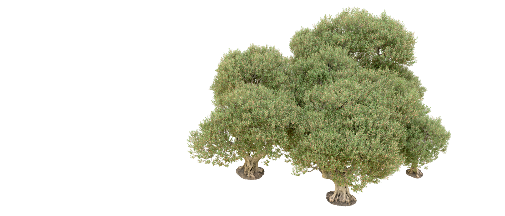 Green forest isolated on background. 3d rendering - illustration png