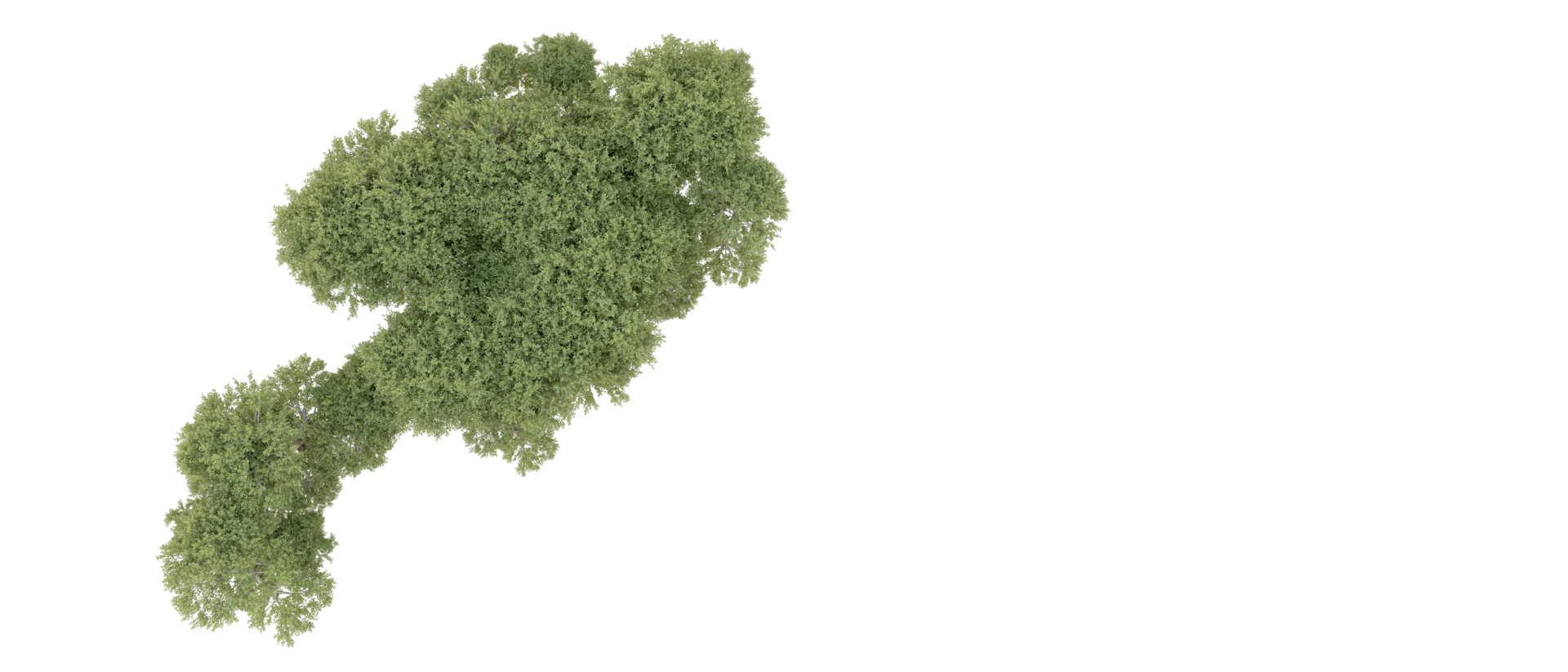 Green forest isolated on background. 3d rendering - illustration png