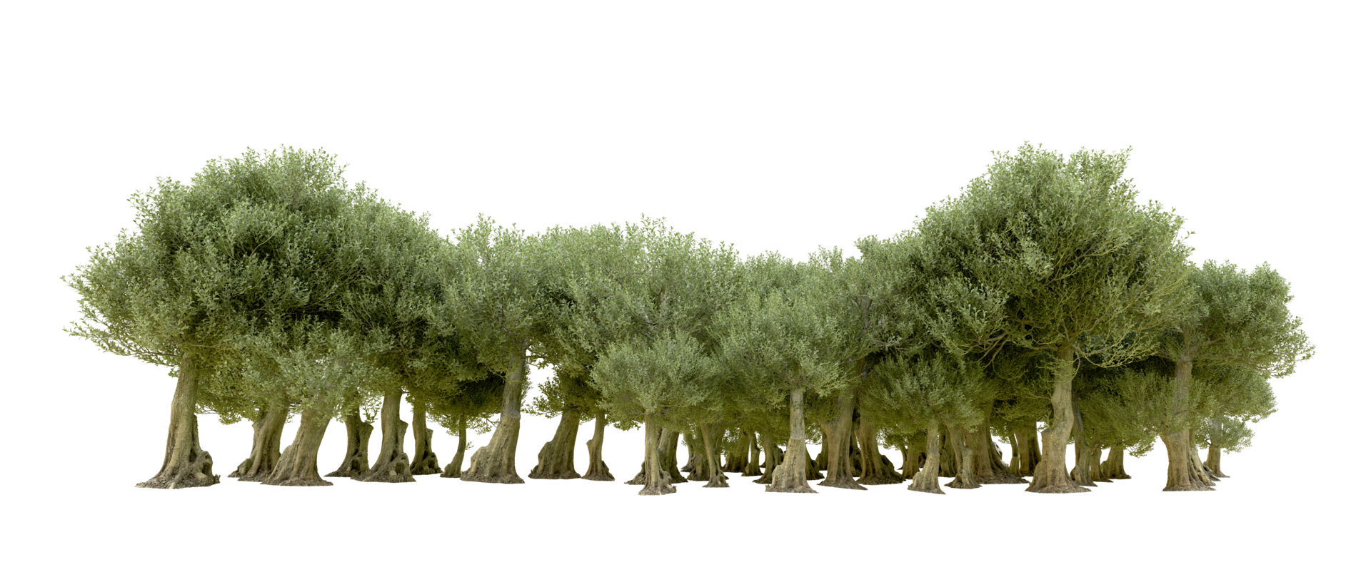 Green forest isolated on background. 3d rendering - illustration png