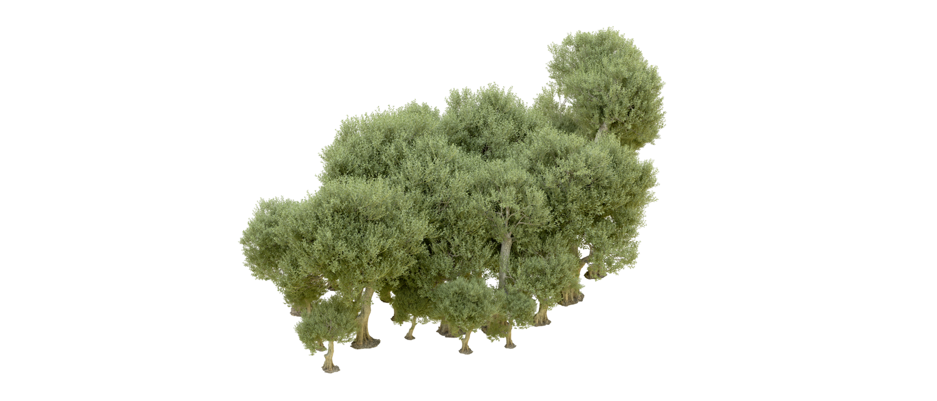 Green forest isolated on background. 3d rendering - illustration png