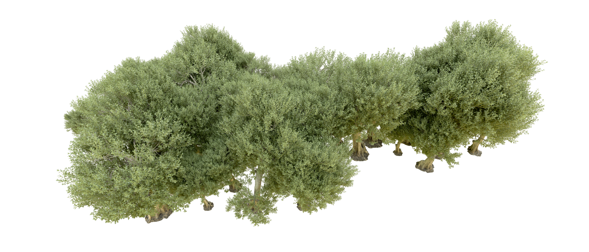 Green forest isolated on background. 3d rendering - illustration png