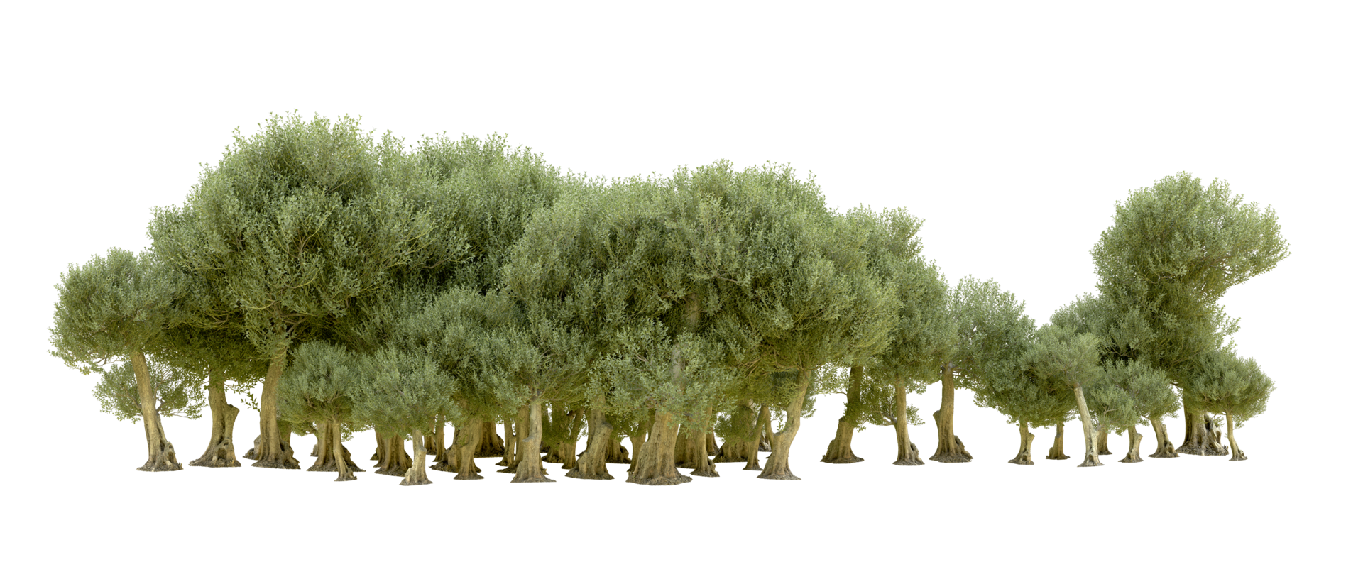 Green forest isolated on background. 3d rendering - illustration png
