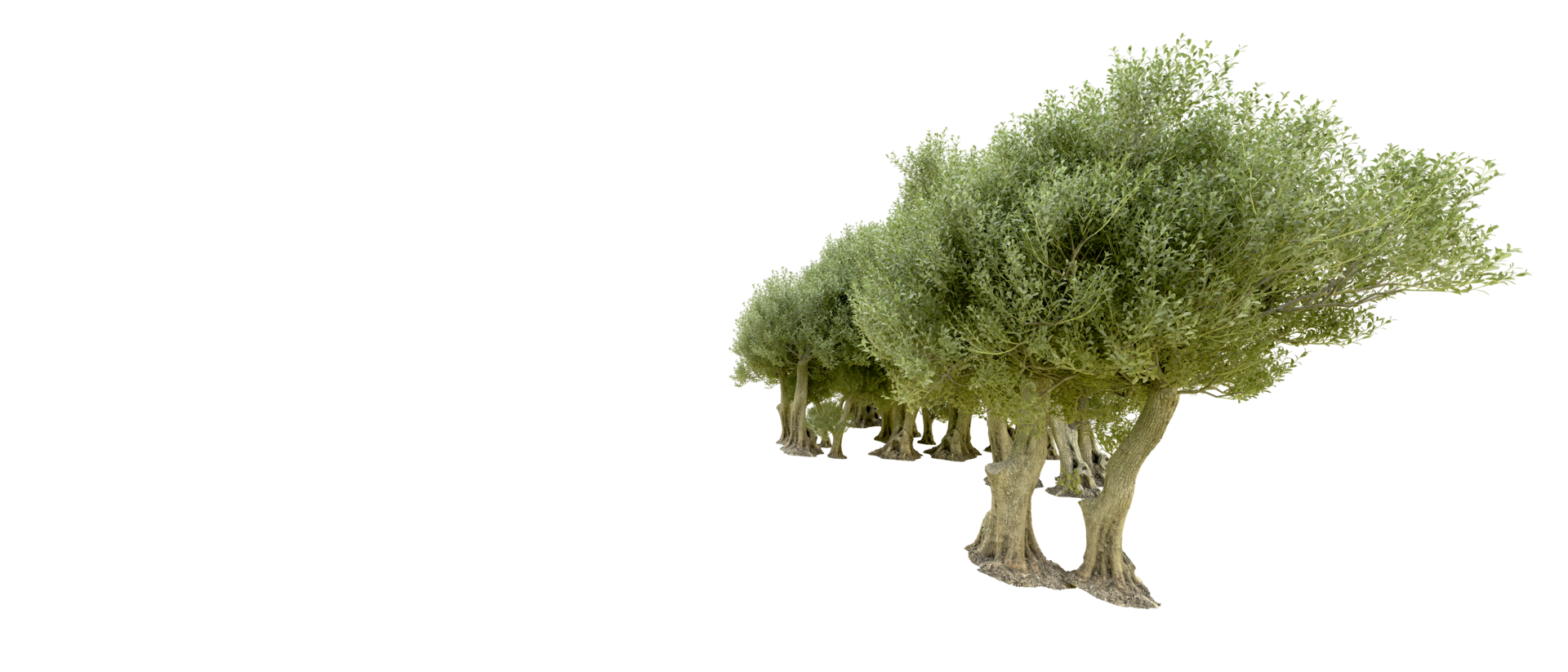 Green forest isolated on background. 3d rendering - illustration png