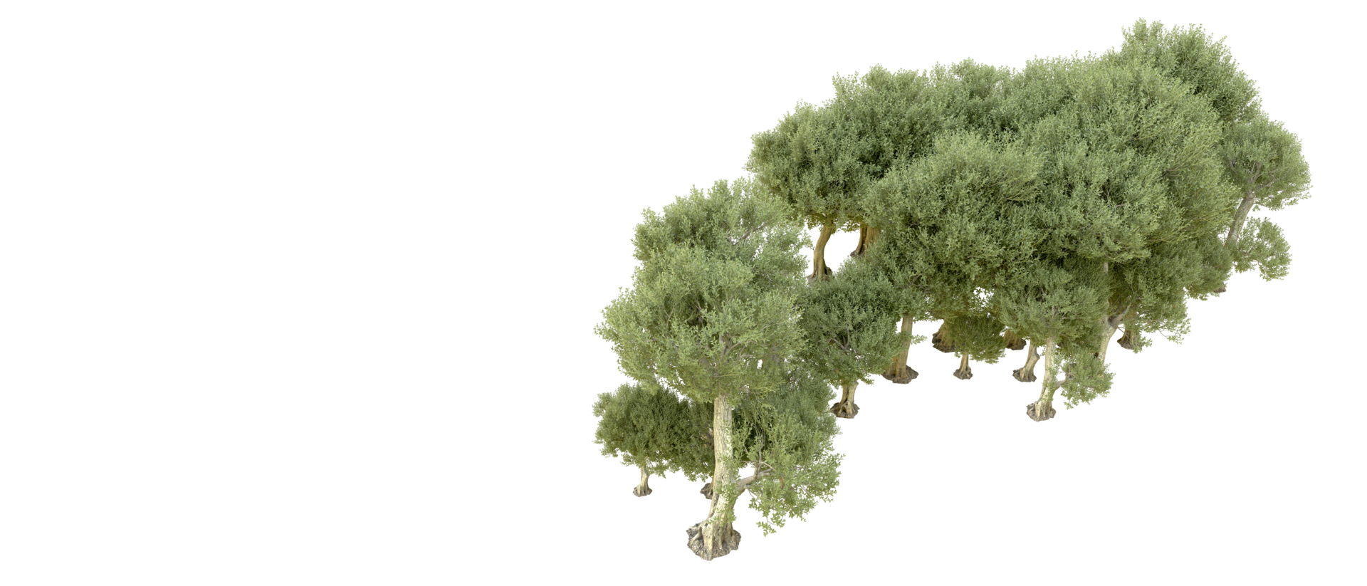 Green forest isolated on background. 3d rendering - illustration png