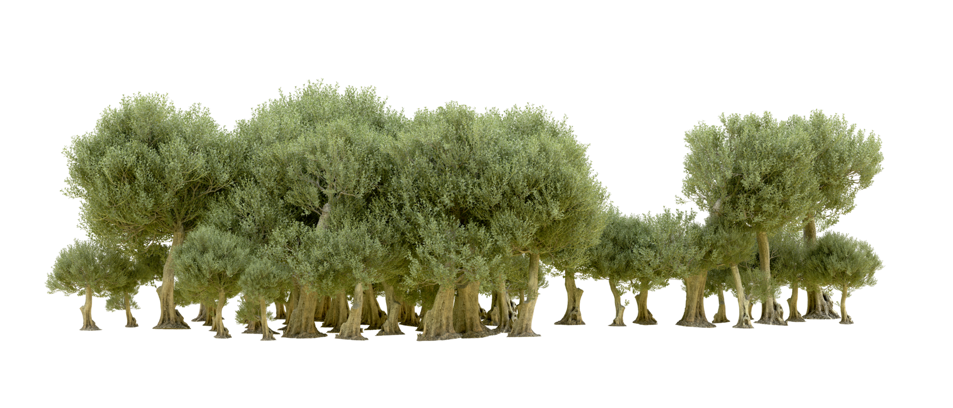 Green forest isolated on background. 3d rendering - illustration png