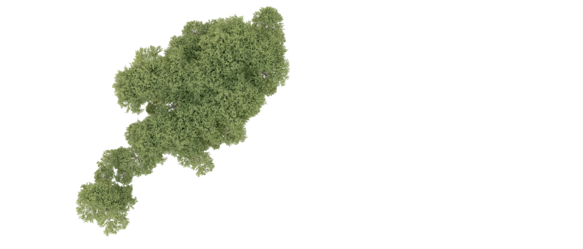 Green forest isolated on background. 3d rendering - illustration png