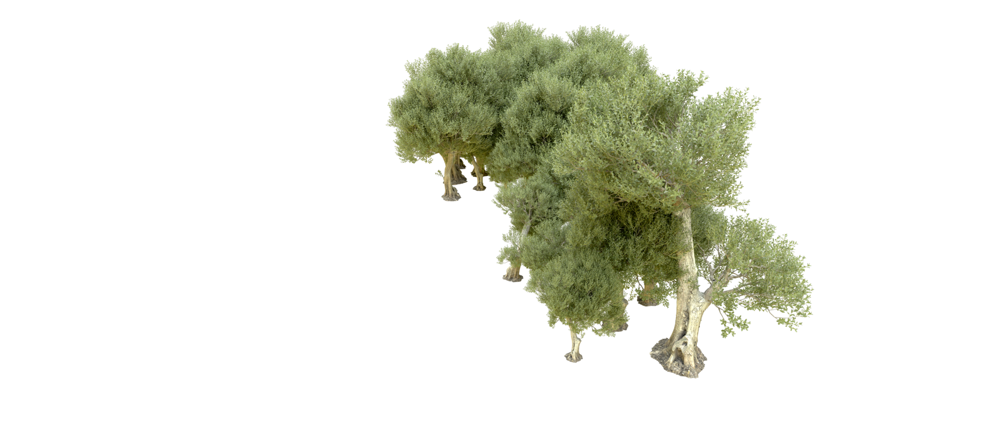 Green forest isolated on background. 3d rendering - illustration png