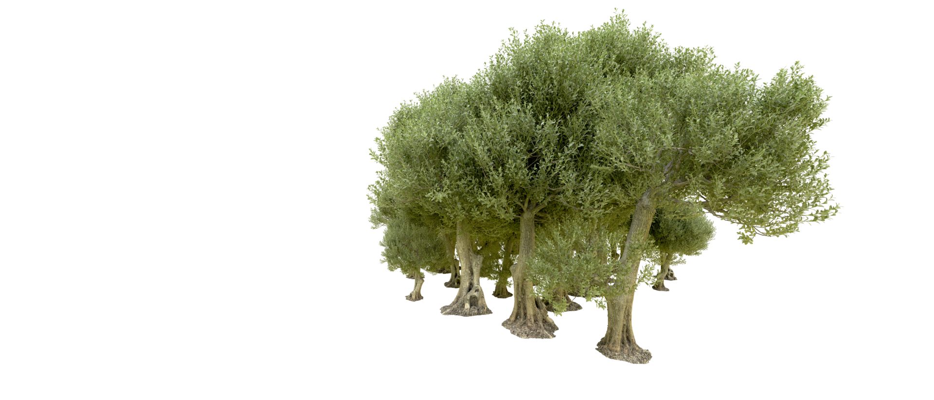 Green forest isolated on background. 3d rendering - illustration png