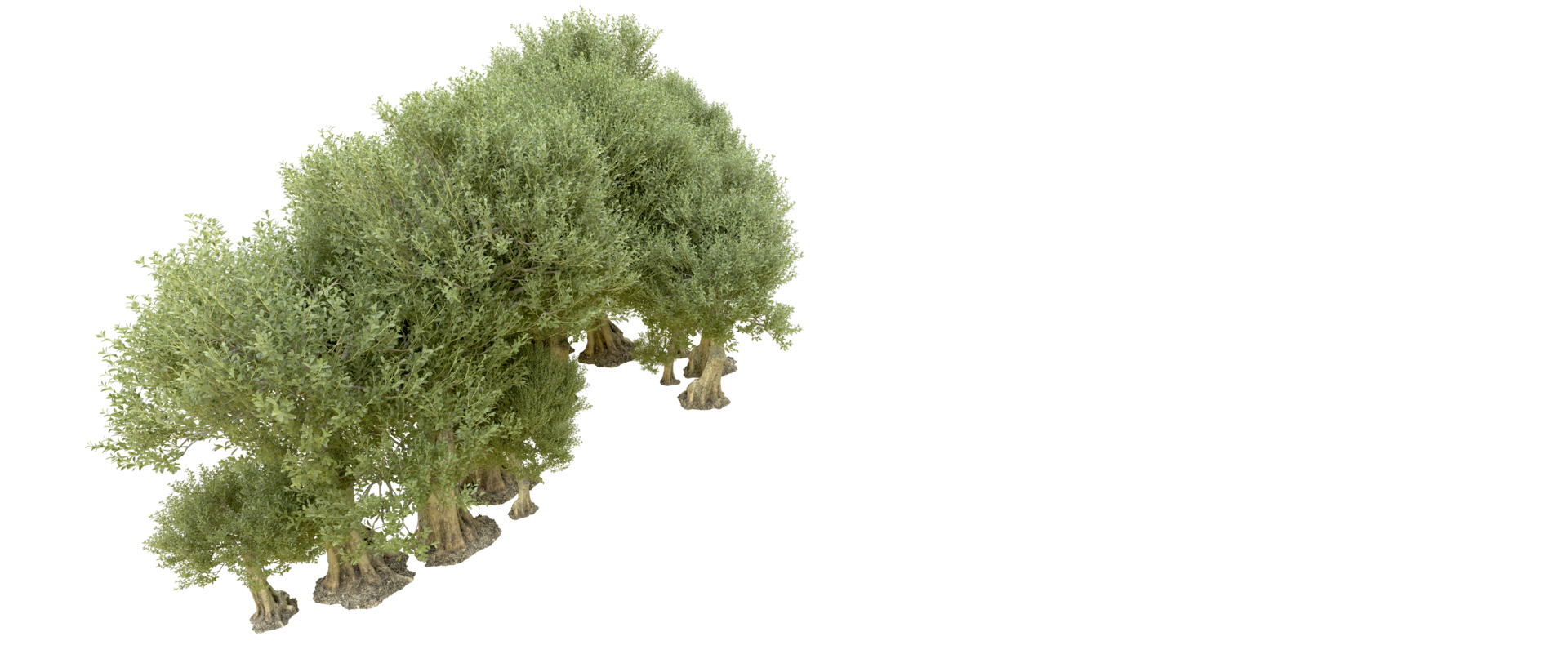 Green forest isolated on background. 3d rendering - illustration png