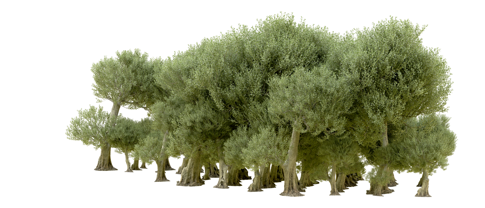 Green forest isolated on background. 3d rendering - illustration png