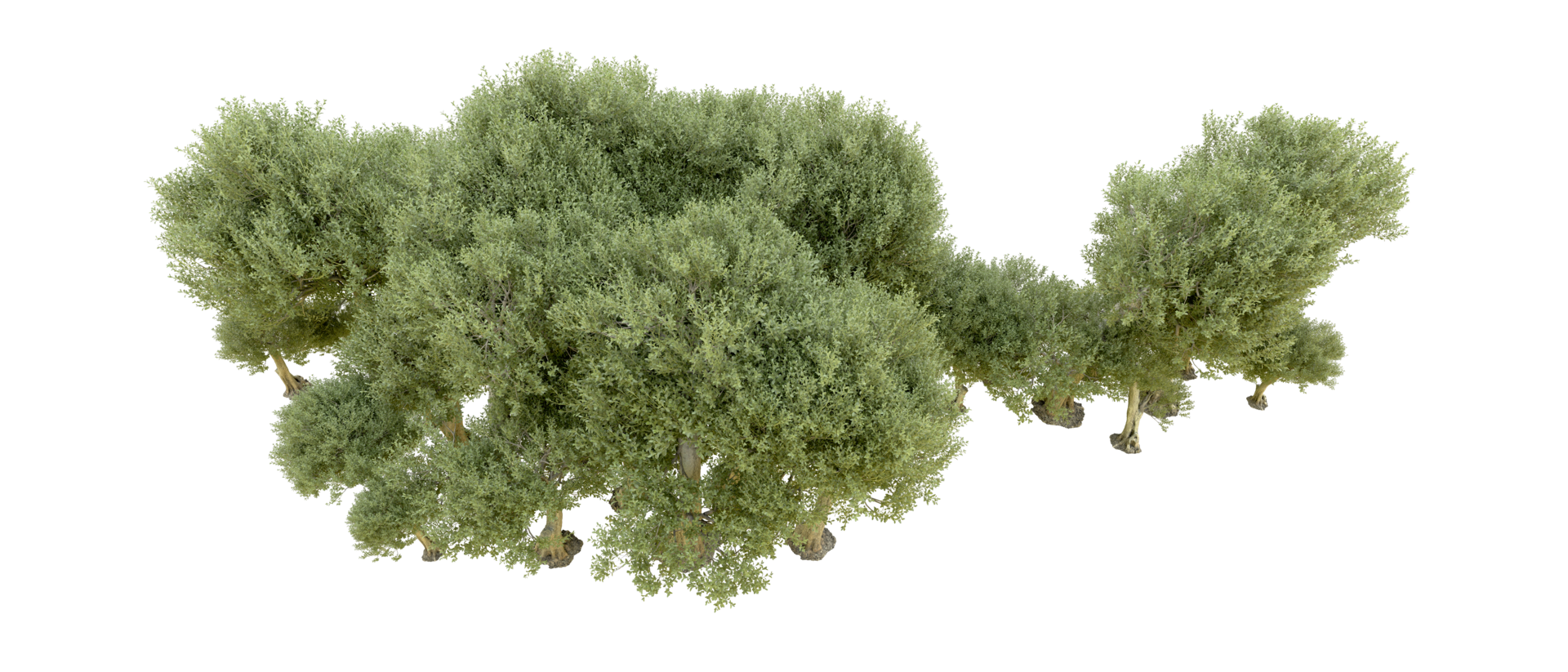 Green forest isolated on background. 3d rendering - illustration png
