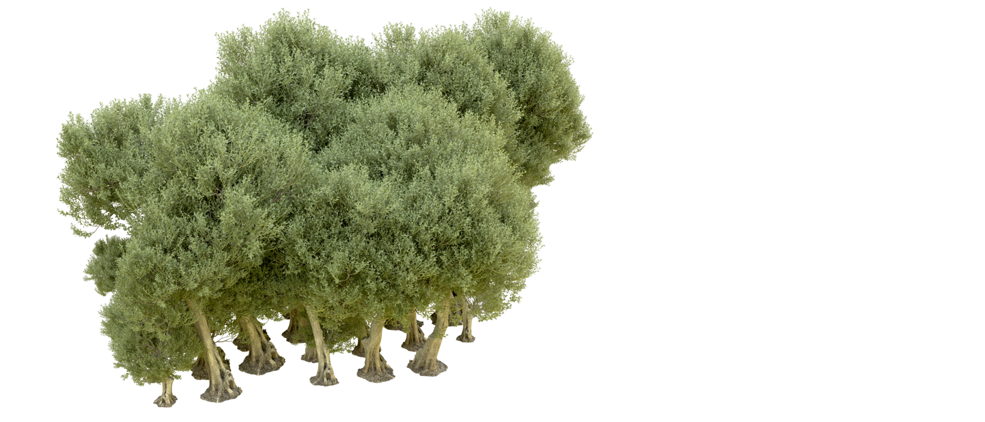 Green forest isolated on background. 3d rendering - illustration png