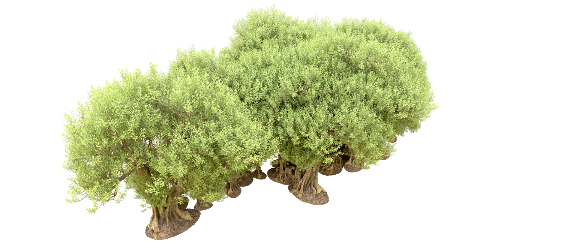Green forest isolated on background. 3d rendering - illustration png