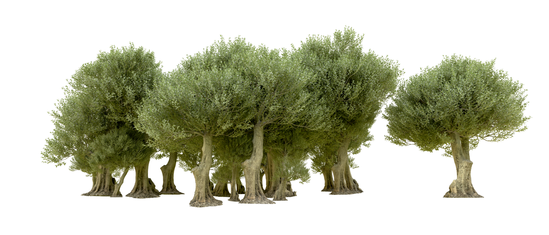 Green forest isolated on background. 3d rendering - illustration png