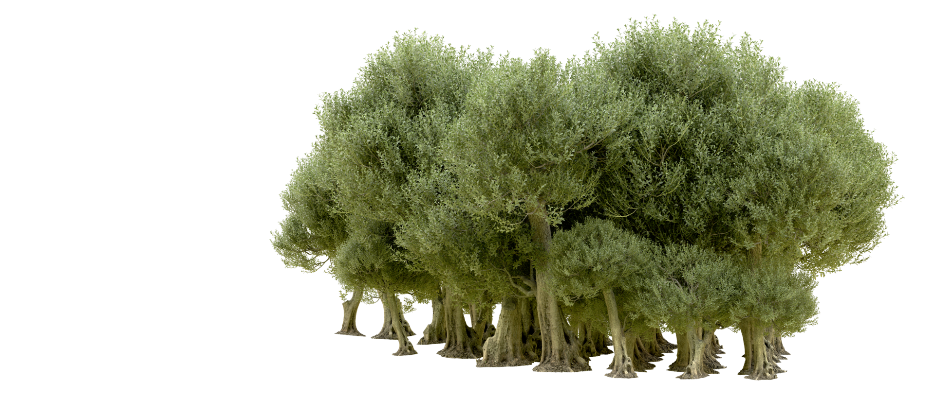 Green forest isolated on background. 3d rendering - illustration png