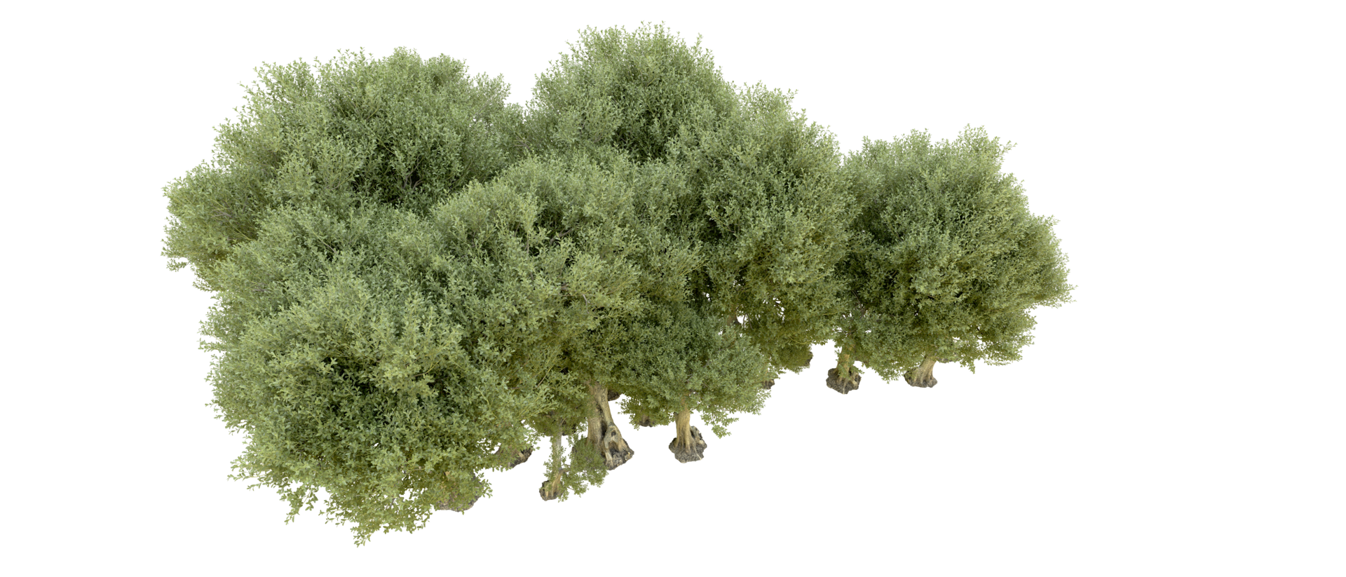 Green forest isolated on background. 3d rendering - illustration png