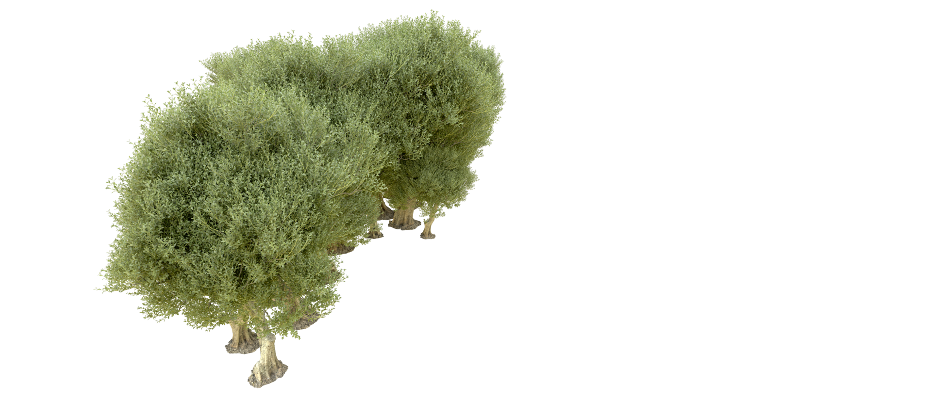 Green forest isolated on background. 3d rendering - illustration png