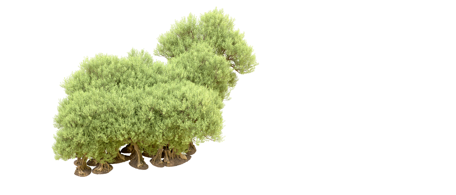 Green forest isolated on background. 3d rendering - illustration png