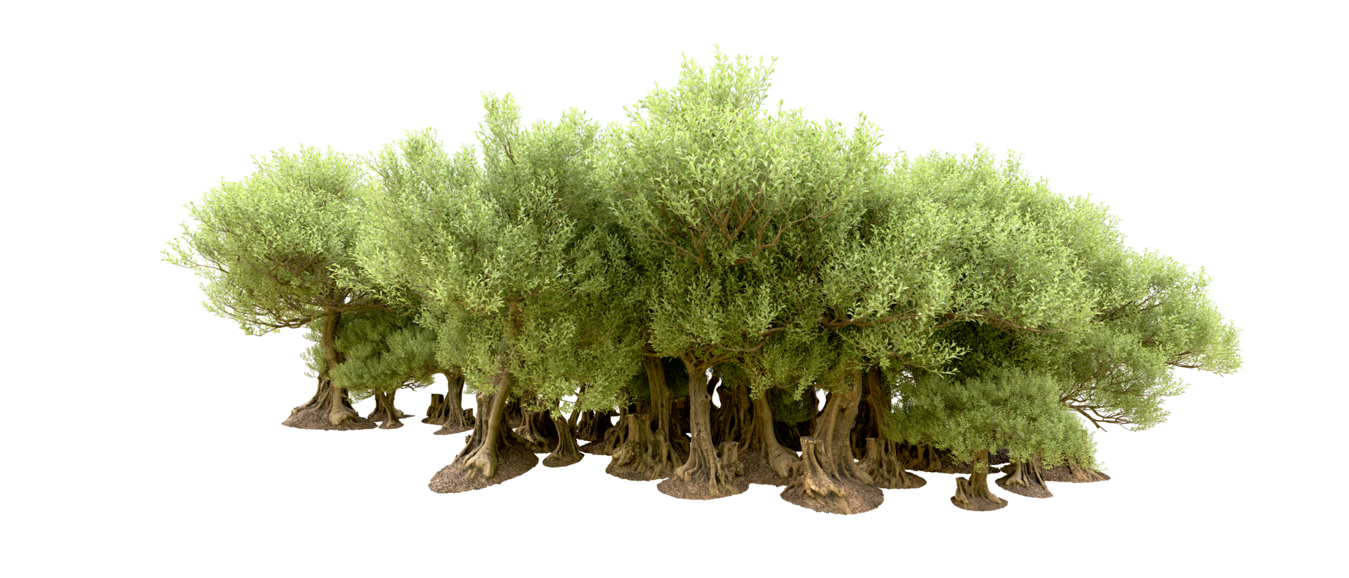 Green forest isolated on background. 3d rendering - illustration png