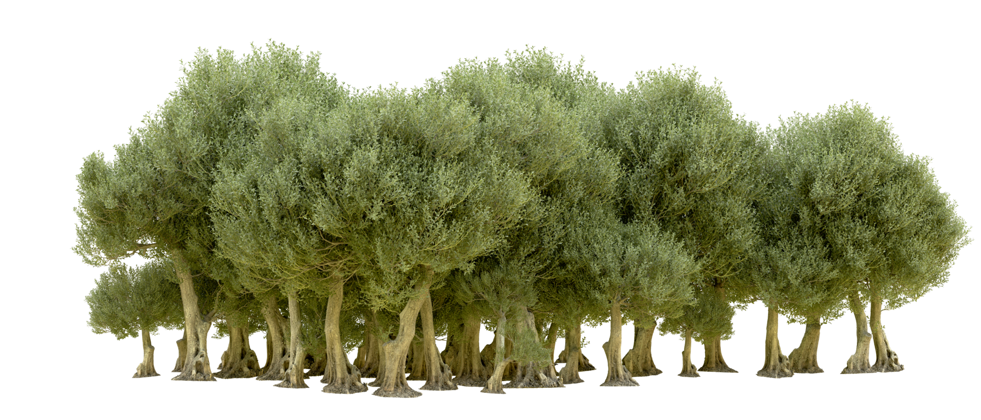 Green forest isolated on background. 3d rendering - illustration png